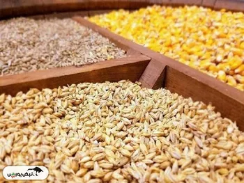 سقف جدید نرخ ارز نهاده‌های دام و طیور اعلام شد