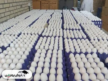 رکوردشکنی در صادرات تخم‌مرغ