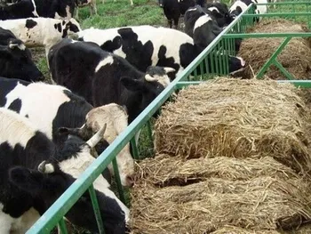 غدام کی بازگشایی می شود؟