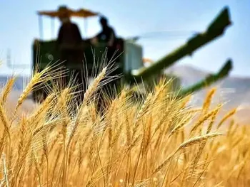 ارز واردات گندم دوباره ۲۸۵۰۰ تومان شد