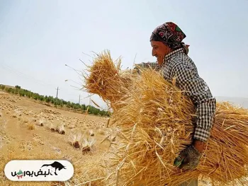 ایران به مرز خودکفایی گندم می‌رسد