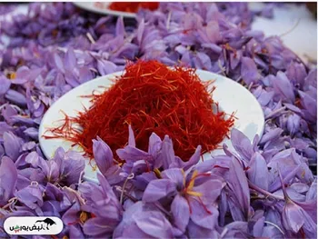قیمت زعفران از ۲۰۰ میلیون تومان گذشت