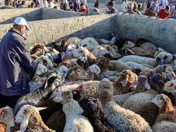 قیمت دام زنده امروز ۱۴ مرداد ۱۴۰۵