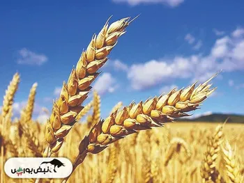 زمان تعیین قیمت جدید گندم مشخص شد