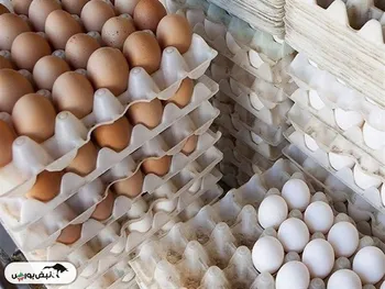 قیمت منطقی هر شانه تخم مرغ فله برای مصرف کننده ۱۸۰ تا ۲۰۰ هزار تومان