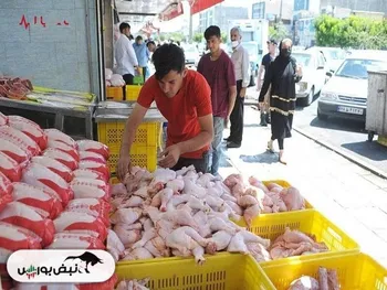 قیمت مرغ کاهشی است/ افزایش میزان تولید