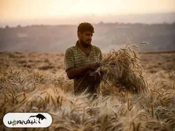 ۹۶۷ میلیون دلار واردات گندم از کدام کشورها بوده است؟