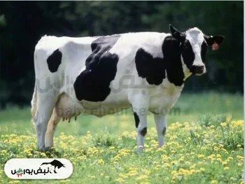 مجمع تلیسه ۱۴۰۲ | چه میزان سود تقسیم شد + فیلم مجمع