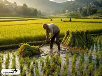 فروش انواع برنج در بازار با قیمت‌های متفاوت