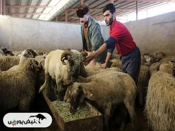 قیمت روز دام زنده در کشور ۱۴۰۳/۰۳/۲۷