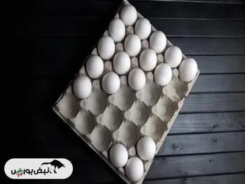 قیمت جدید تخم مرغ اعلام شد ۱۴۰۳/۰۴/۰۹