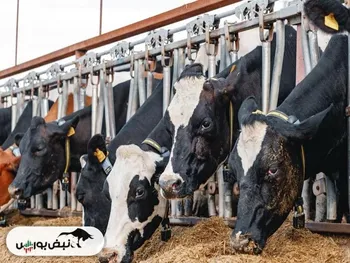 تب برفکی معضل صنعت لبنیات و گرانی شیر