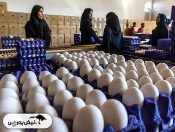 جدیدترین قیمت مرغ و تخم مرغ شنبه ۲۹ آذر ۱۴۰۴