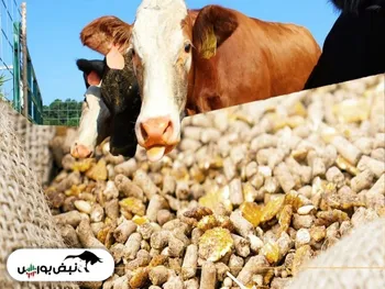 مجمع غدام ۱۴۰۱ | آیا شرکت برنامه‌ای برای تجدید ارزیابی دارایی‌ها دارد؟