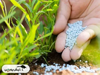 آخرین وضعیت مطالبات ۵۰ همتی اوره سازان از دولت | دو راهکار پیش روی دولت برای تسویه