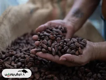 یک شکلات‌ساز سوئیسی در حوزه کشاورزی کاکائو سرمایه‌گذاری می‌کند!