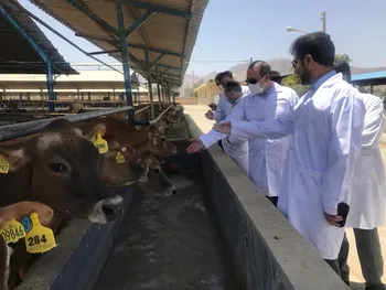 چرا زفکا متوقف شد؟