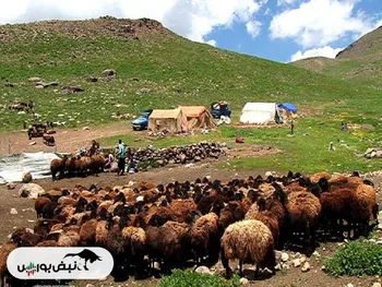 تولید قراردادی ۶ میلیون راس دام در عشایر کشور