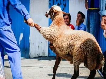 قیمت دام زنده امروز ۲۴ مرداد ۱۴۰۵