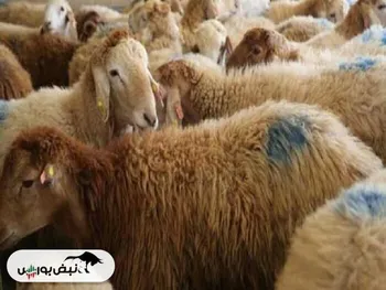 قیمت دام زنده چند؟