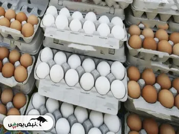 قیمت هر شانه تخم مرغ برای مصرف کننده به ۳۱۰ هزارتومان رسید