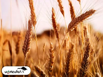 چرا قیمت گندم افزایش یافت؟