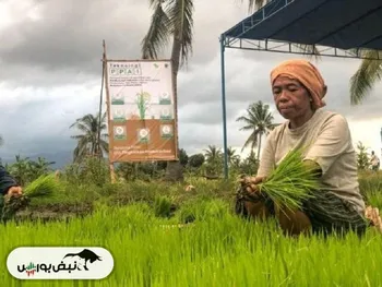 تولید برنج اندونزی ریزشی شد