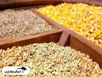 اعلام نرخ ارشادی نهاده های دامی بالاتر از بازار