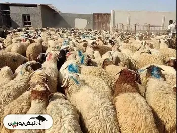 قیمت دام زنده امروز ۱۹ بهمن ۱۴۰۴