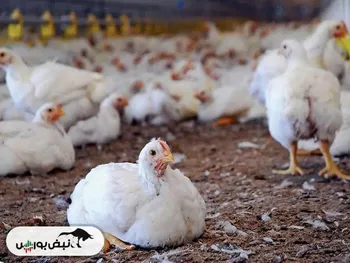 مرغ ارزان میشود