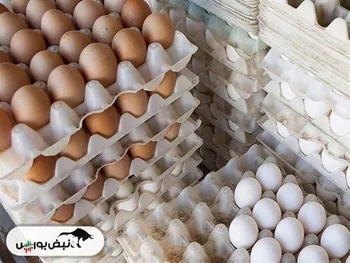 تخم‌مرغ دوباره گران شد!