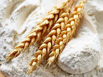 چه کسی مقصر قاچاق گندم است؟