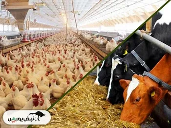 توقف در این نماد معاملاتی