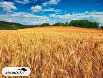 افزایش ۲۰ درصدی کشت گندم در ساری