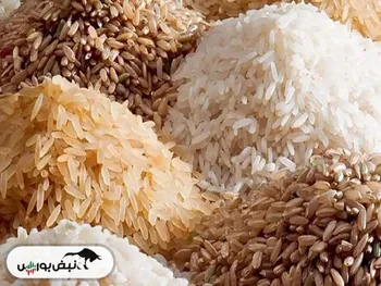 قیمت برنج در بازار کاهش می‌یابد