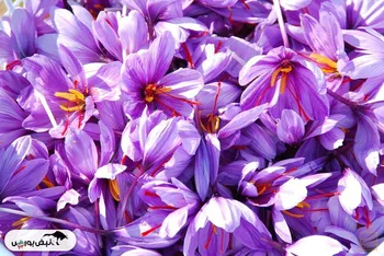 ۶۰۸ کیلوگرم زعفران نگین دادوستد شد