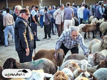 قیمت دام زنده امروز ۲۹ بهمن ۱۴۰۴