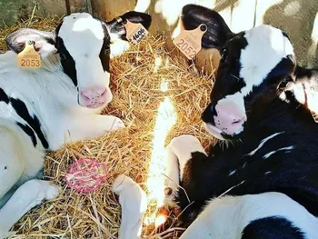 عملکرد ۱ ساله زبینا چگونه بود؟