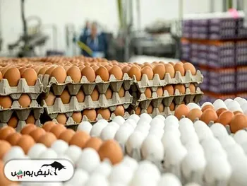 قیمت تخم مرغ باید متعادل باشد؛ نه گران نه ارزان