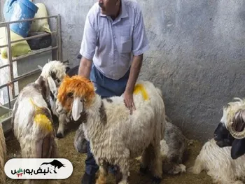 قیمت روز دام زنده در کشور اعلام شد