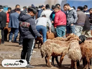 قیمت دام زنده امروز ۸ بهمن ۱۴۰۴