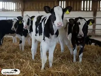 قیمت دام زنده امروز ۲۳ فروردین ۱۴۰۴