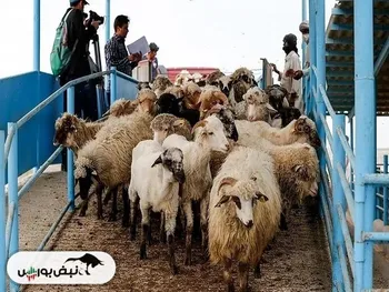 قیمت دام زنده امروز ۲۱ بهمن ۱۴۰۴