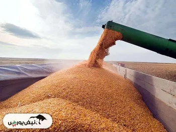 همه چیز در مورد زنگ زرد گندم؛ کشاورزان هوشیار باشند