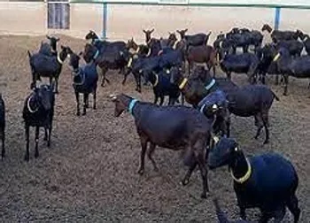 رشد ۳۴ درصدی درآمد زمگسا در سال ۹۹