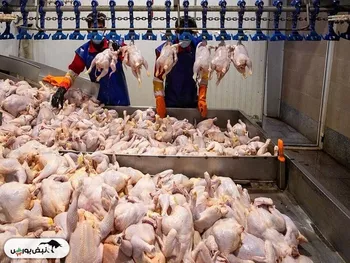 قیمت گوشت مرغ، امروز ۲۷ خرداد ۱۴۰۴