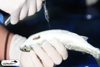 تولید واکسن مخصوص ماهی  سی‌بس  برای اولین بار در کشور