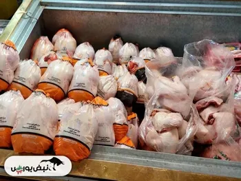 ریزش قیمت مرغ عجیب شد