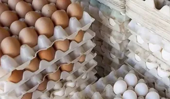 بازگشت قیمت تخم مرغ به نرخ مصوب