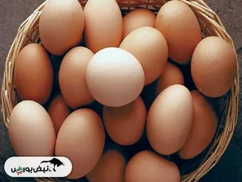 قیمت تخم مرغ پرواز کرد